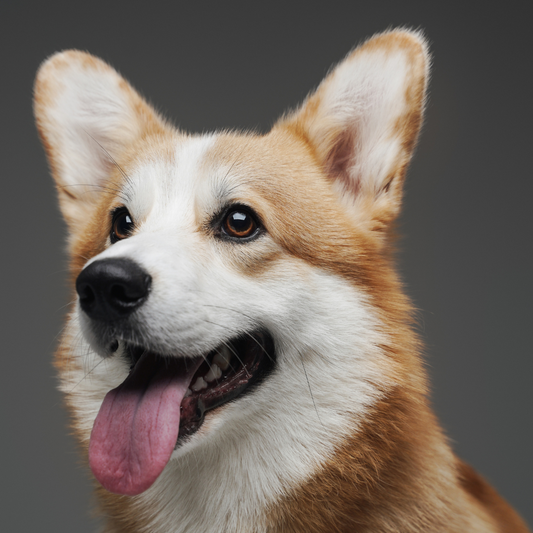 Top 10 things to know about Corgis