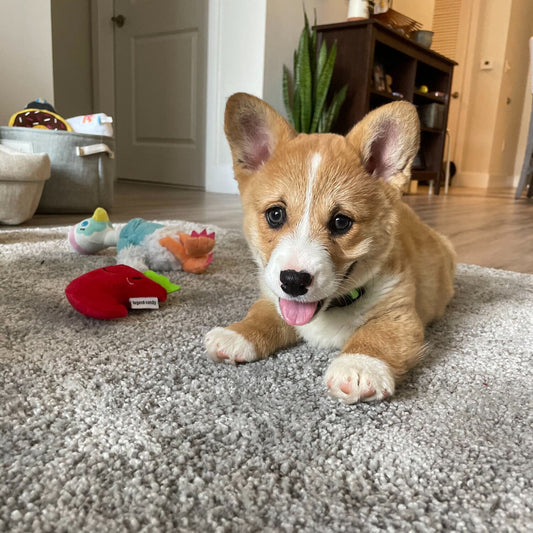 How to take care of your new corgi puppy