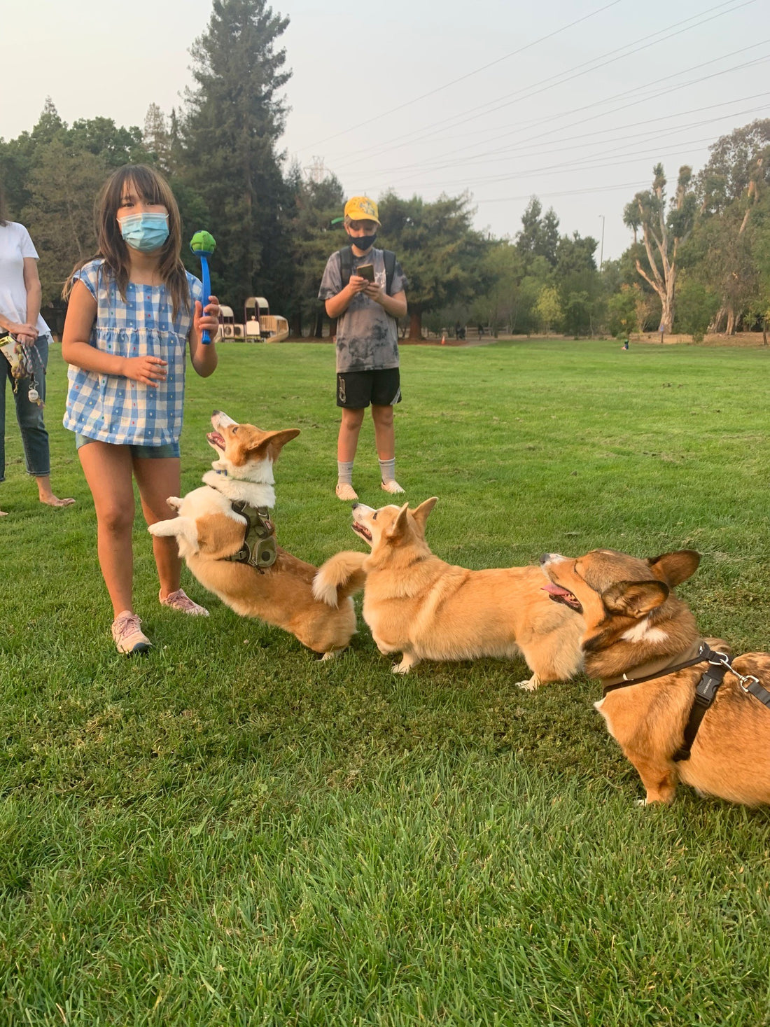 Everything You Need To Know About Owning A Corgi
